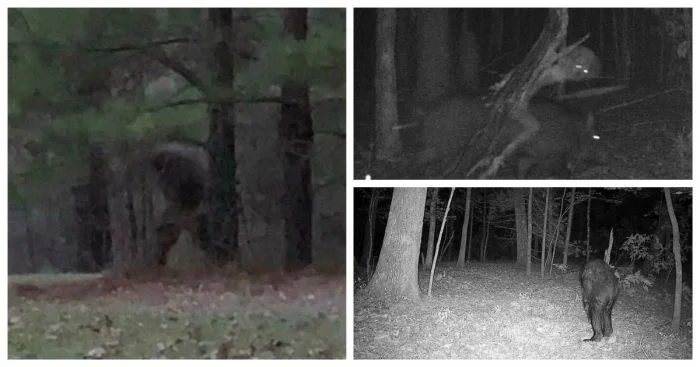 30 жутких кадров из леса, снятых скрытыми камерами