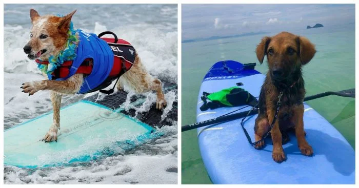 22 храбрых пёселя, которые побывали в эпичных приключениях на воде и суше