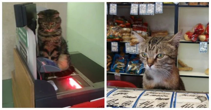 Коты-кассиры: 23 усатых сотрудника, готовых принять ваш заказ