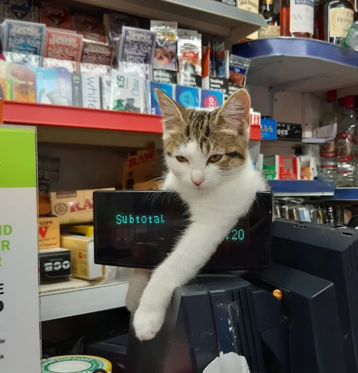 Коты-кассиры: 23 усатых сотрудника, готовых принять ваш заказ