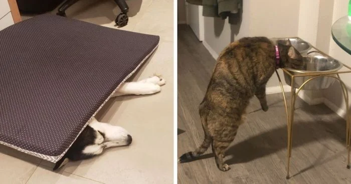 Когда логика не для них: 16 смешных снимков домашних животных