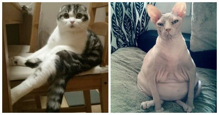 Когда коты забыли, что они коты