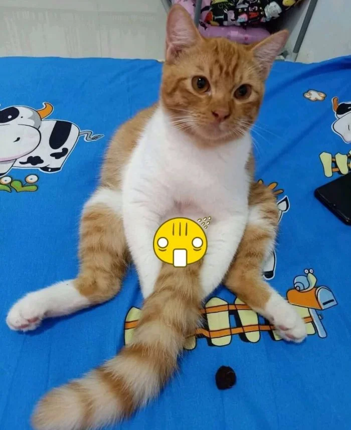 Когда коты забыли, что они коты