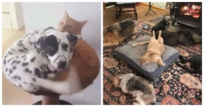 Когда место одно, а желающих двое