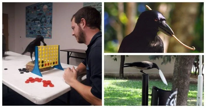 Вороны – гении птичьего мира: 35 впечатляющих фактов