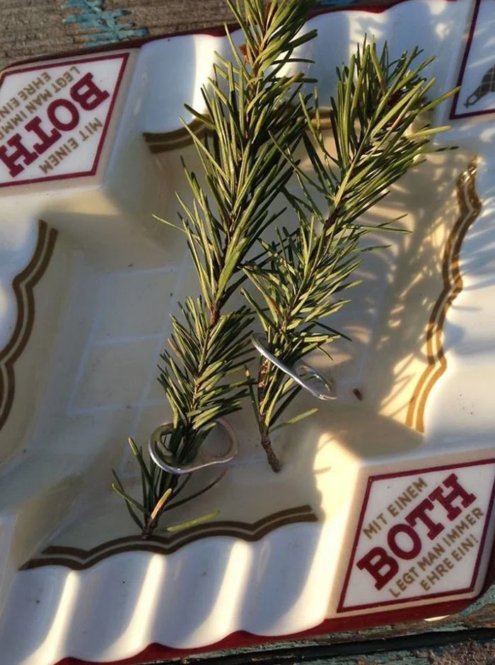 Вороны – гении птичьего мира: 35 впечатляющих фактов