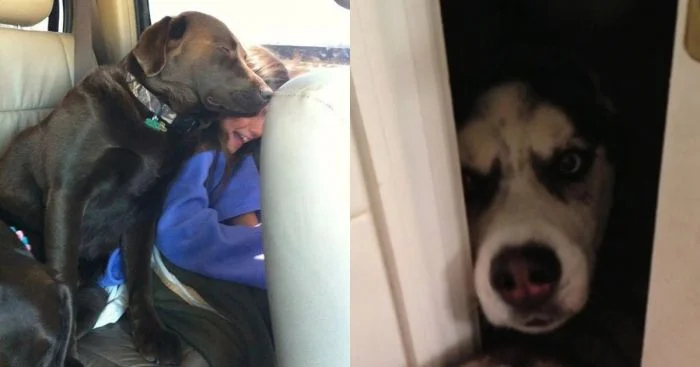 Когда личное пространство — это миф: 25 пёселей, которые всегда рядом