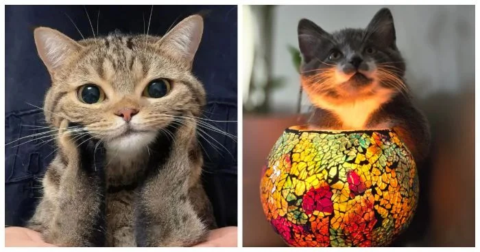 20+ очаровательных котиков, глубоко задумавшихся о жизни