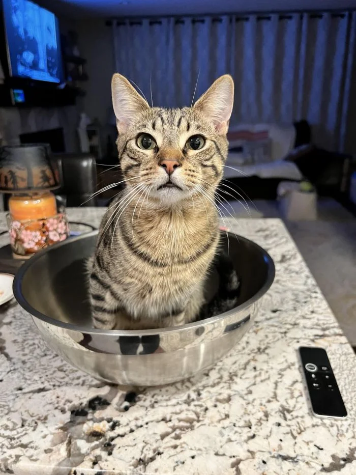 20+ очаровательных котиков, глубоко задумавшихся о жизни