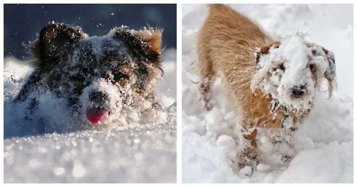 25+ счастливых собак, которые обожают снег