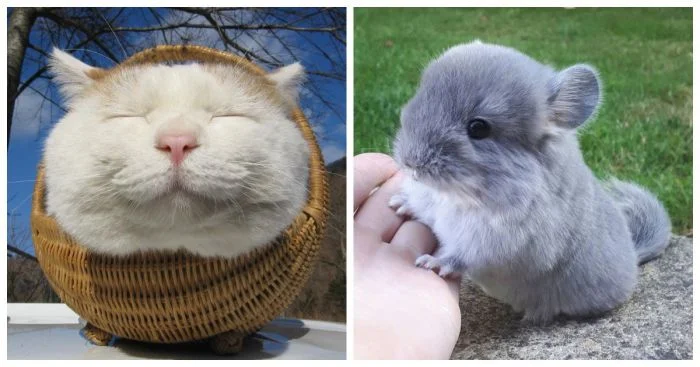 23+ пушистых комочка радости, которые растопят любое хмурое утро