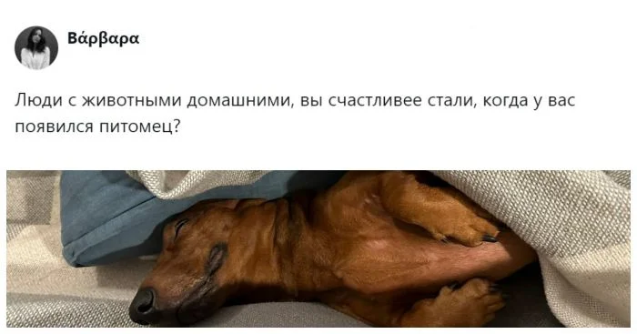 Счастье в лапках: владельцы питомцев рассказали, как изменилось их жизнь