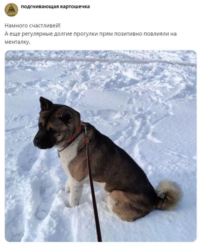 Счастье в лапках: владельцы питомцев рассказали, как изменилось их жизнь