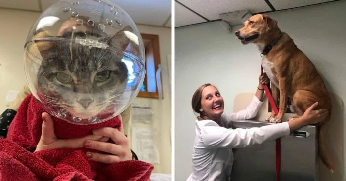 Когда пациенты пушистые и забавные: 17 смешных моментов из жизни ветеринаров