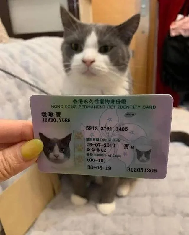 В Гонконге каждому питомцу выдают личное удостоверение