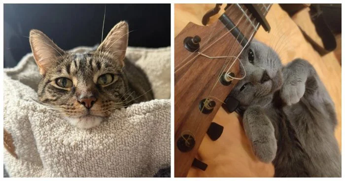 Кошачьи философы: 20 пушистых мечтателей