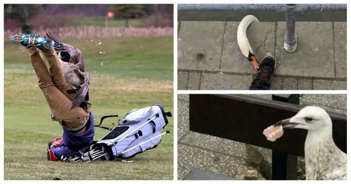 35 случаев, когда птицы доказали, что они настоящие хулиганы