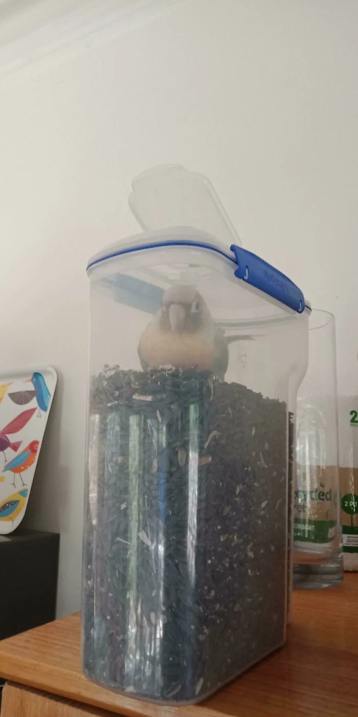 35 случаев, когда птицы доказали, что они настоящие хулиганы