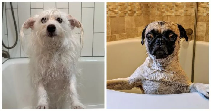 Паника на воде: 20 псов, которые не согласны плавать