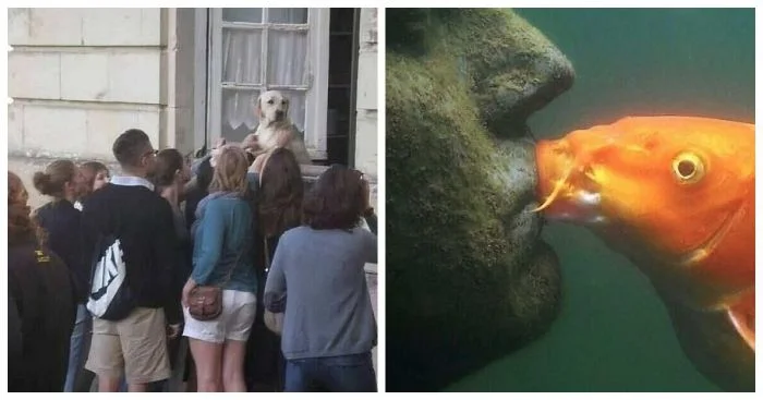 Заряд позитива: 18 забавных снимков с пушистыми друзьями