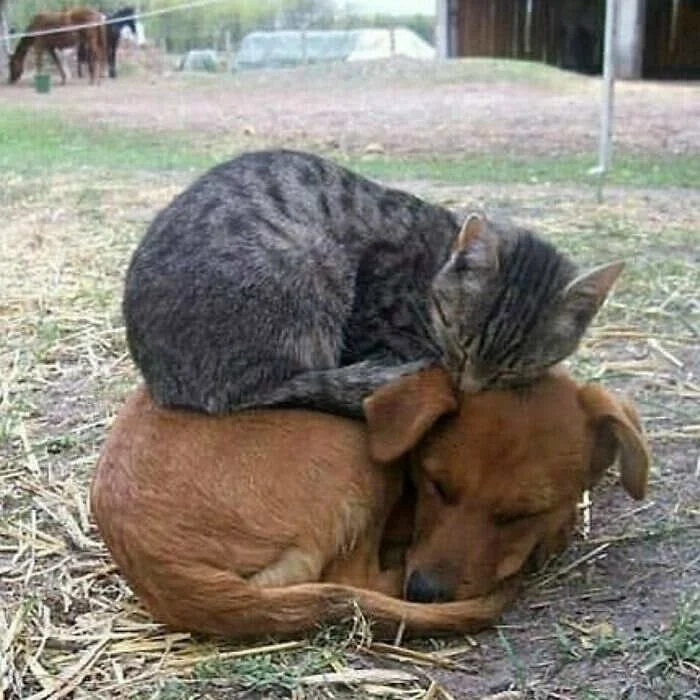 Заряд позитива: 18 забавных снимков с пушистыми друзьями