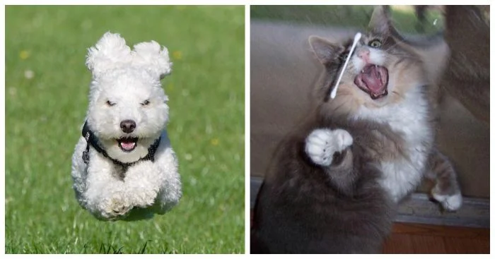 Подборка из 20 милых снимков домашних животных для обложки мечты