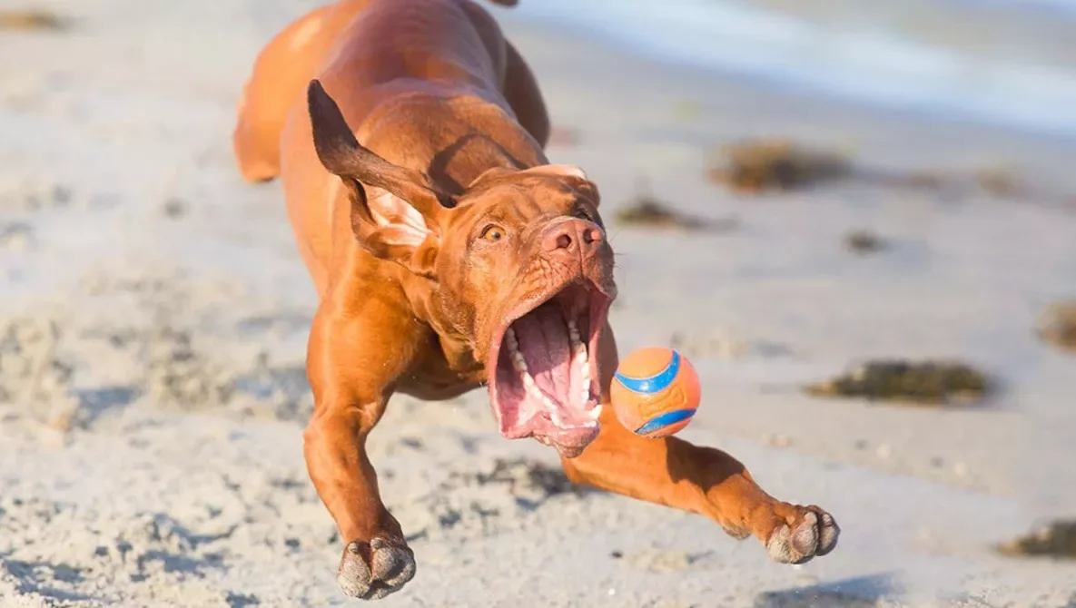 Подборка из 20 милых снимков домашних животных для обложки мечты