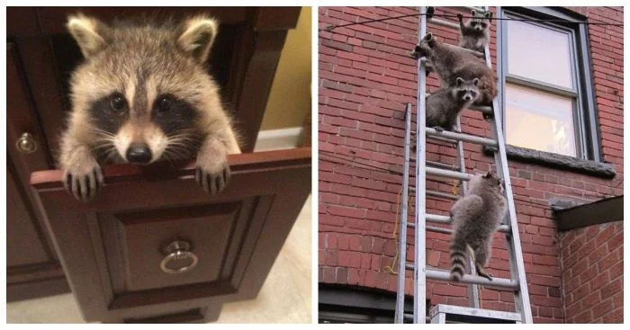 Эти 25+ чудных енотов помогут забыть о проблемах