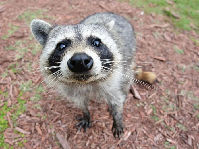 Эти 25+ чудных енотов помогут забыть о проблемах