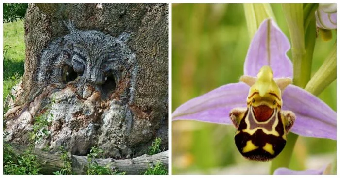 17 случаев, когда природа подшутила над нами