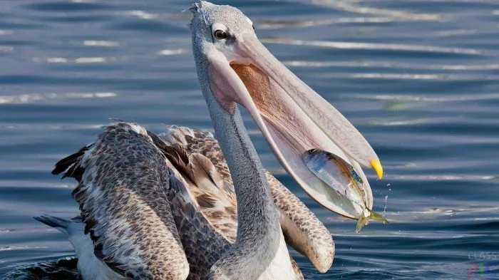 На общую тему