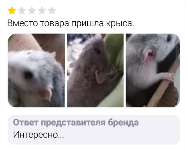 Смешные отзывы с маркетплейсов, которые поднимут вам настроение