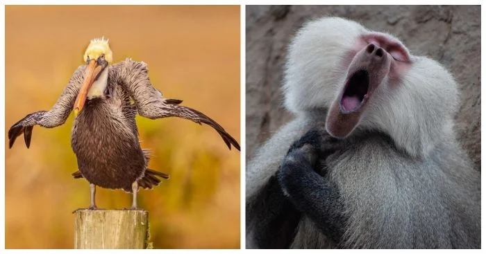 Энергия природы: 25 очаровательных обитателей планеты