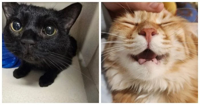 Как расслабляться по-кошачьи: 20 забавных примеров