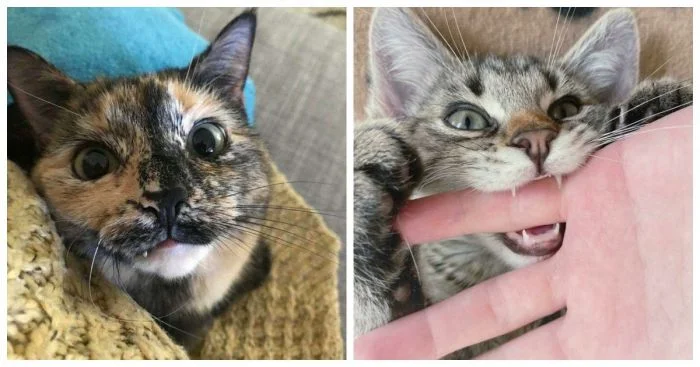 Когда кошки — скрытые вампиры: 20 забавных примеров