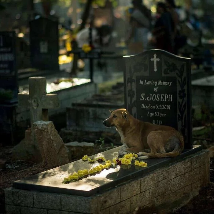 17 милых фото животных, способных поднять настроение