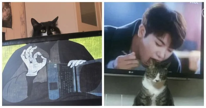 22 фото котиков, доказывающих, что пушистые – часть нашей жизни