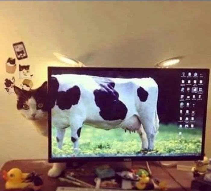 22 фото котиков, доказывающих, что пушистые – часть нашей жизни