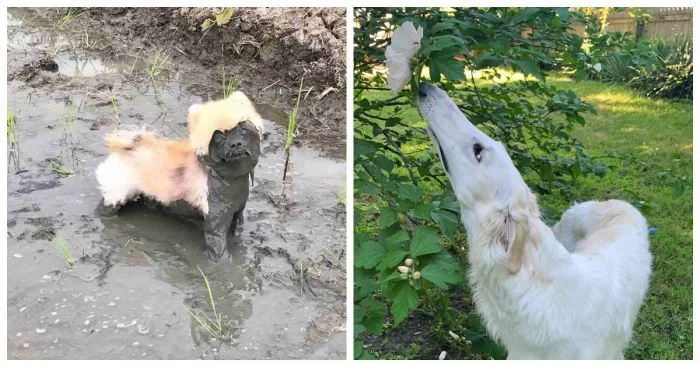 25 счастливых пёселей, которые обожают отдых на природе