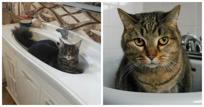 Где уснул – там и дом: 24 котофея с неожиданным выбором места для отдыха