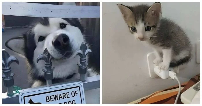 Когда природа создала комиков: 20 забавных фото животных