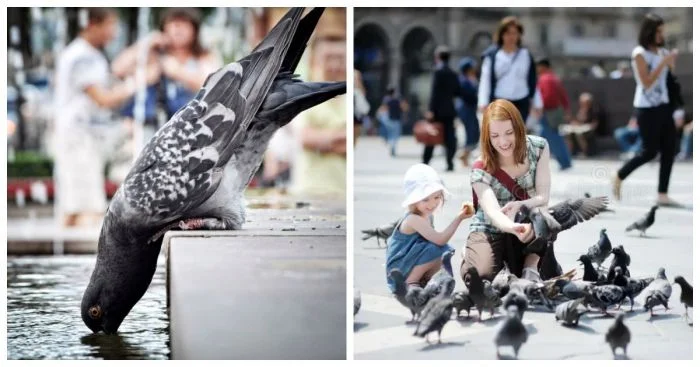 Птица, которая охватывает разные города