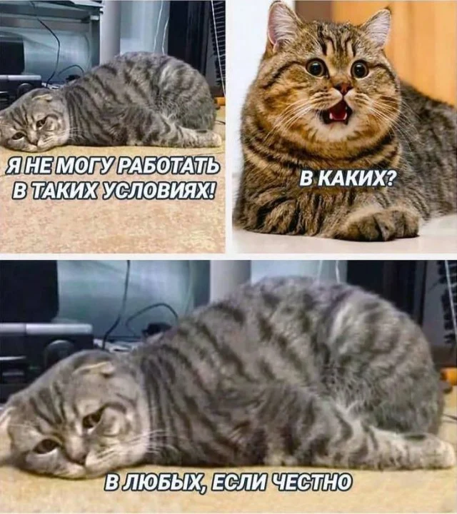 Кото-баяны