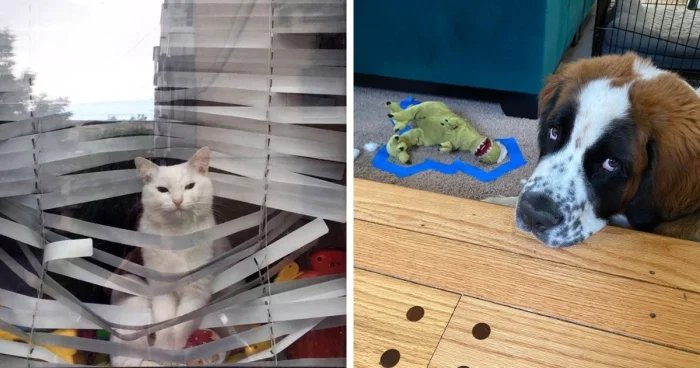 Когда хозяин всё видел: 15 питомцев, попавшихся на месте преступления