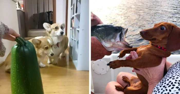 Когда страхи нелепы: 16 собак и их самые странные фобии