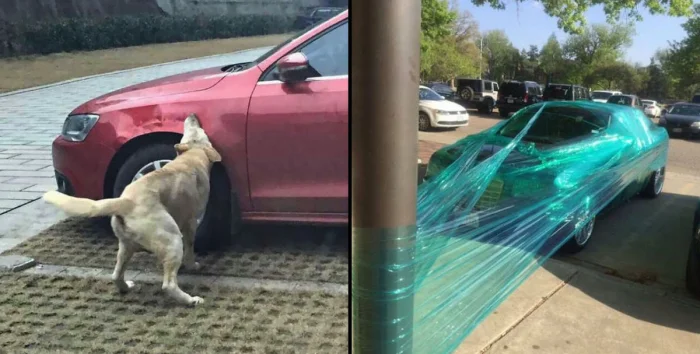 Когда и человек, и зверь не упустили шанс отомстить