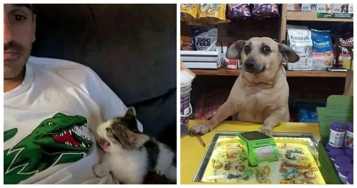 17 очаровательных животных, которые сделают ваш день ярче