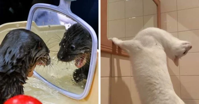 Когда звери увидели себя в зеркале