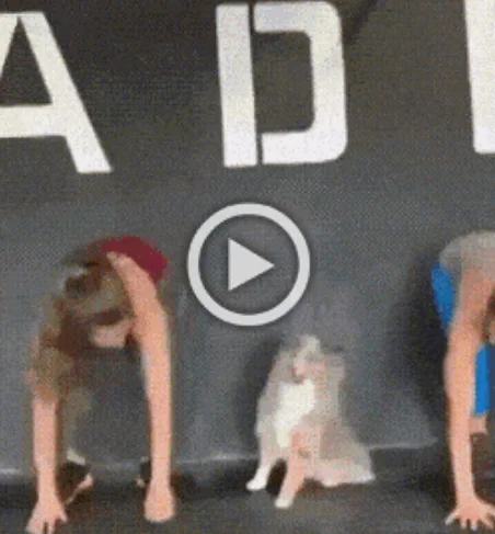 Разнообразные ГИФки #19