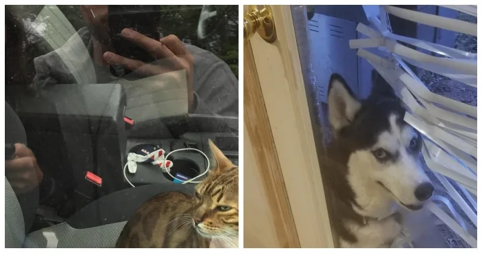 Эти 18 пушистых проказников явно не собираются быть примерными